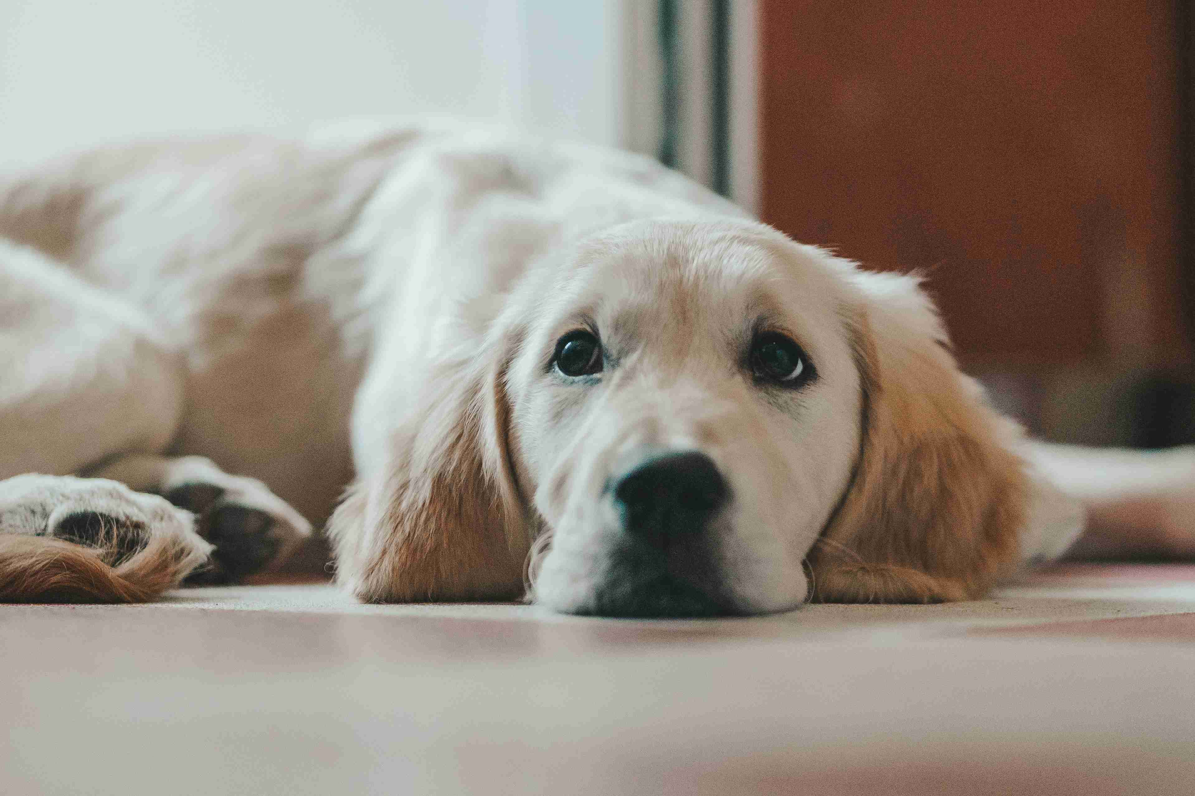 Golden Retriever Health: Recognizing the Signs of Liver Disease